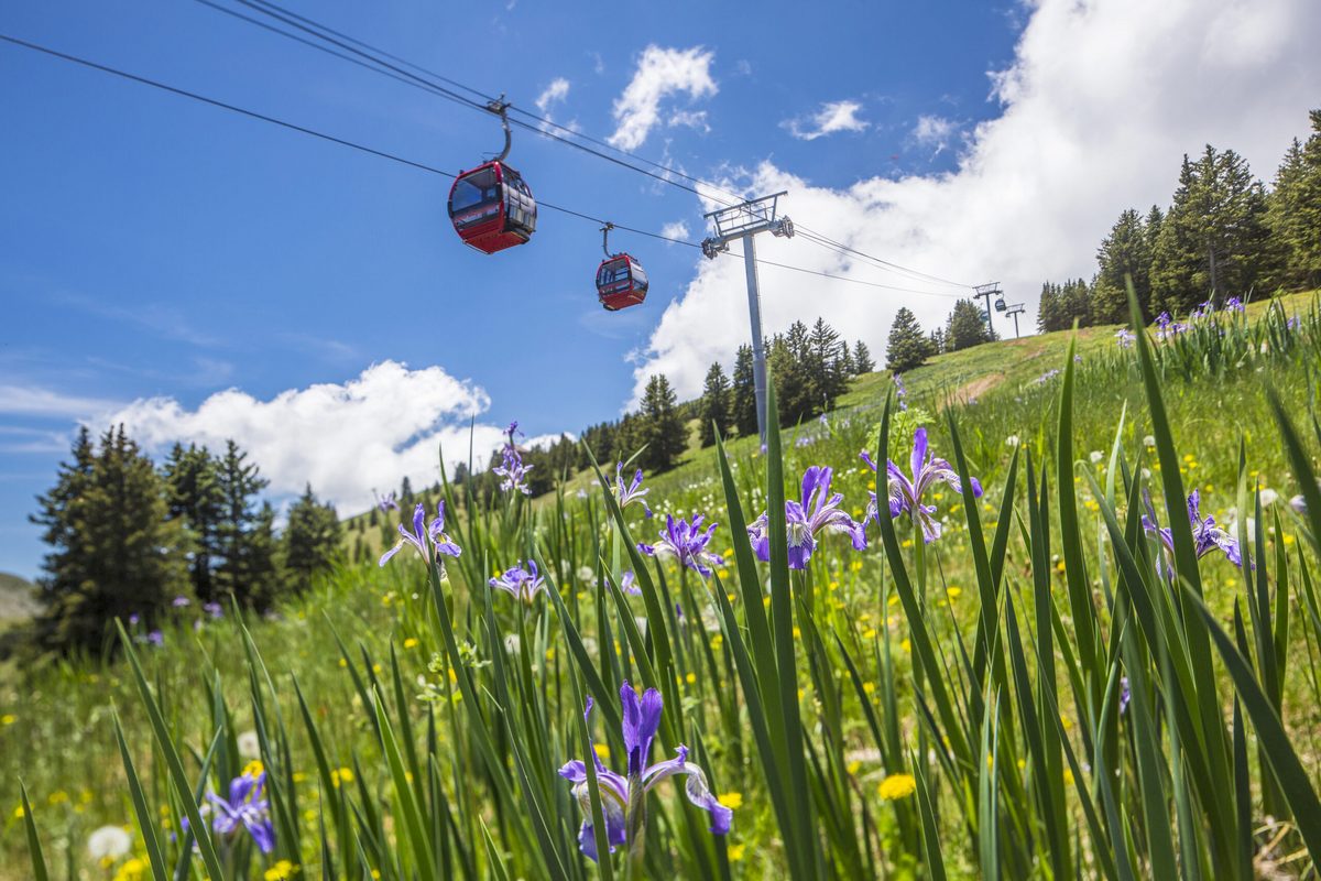Gondola cabins over a wildflower meadow at Ski Apache